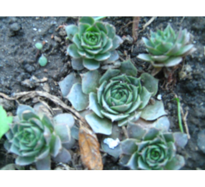 Молодило, семпервівум Дрим Стар (Sempervivum DREAM STAR )